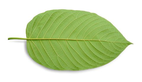 Kratom Inhaltsstoffe